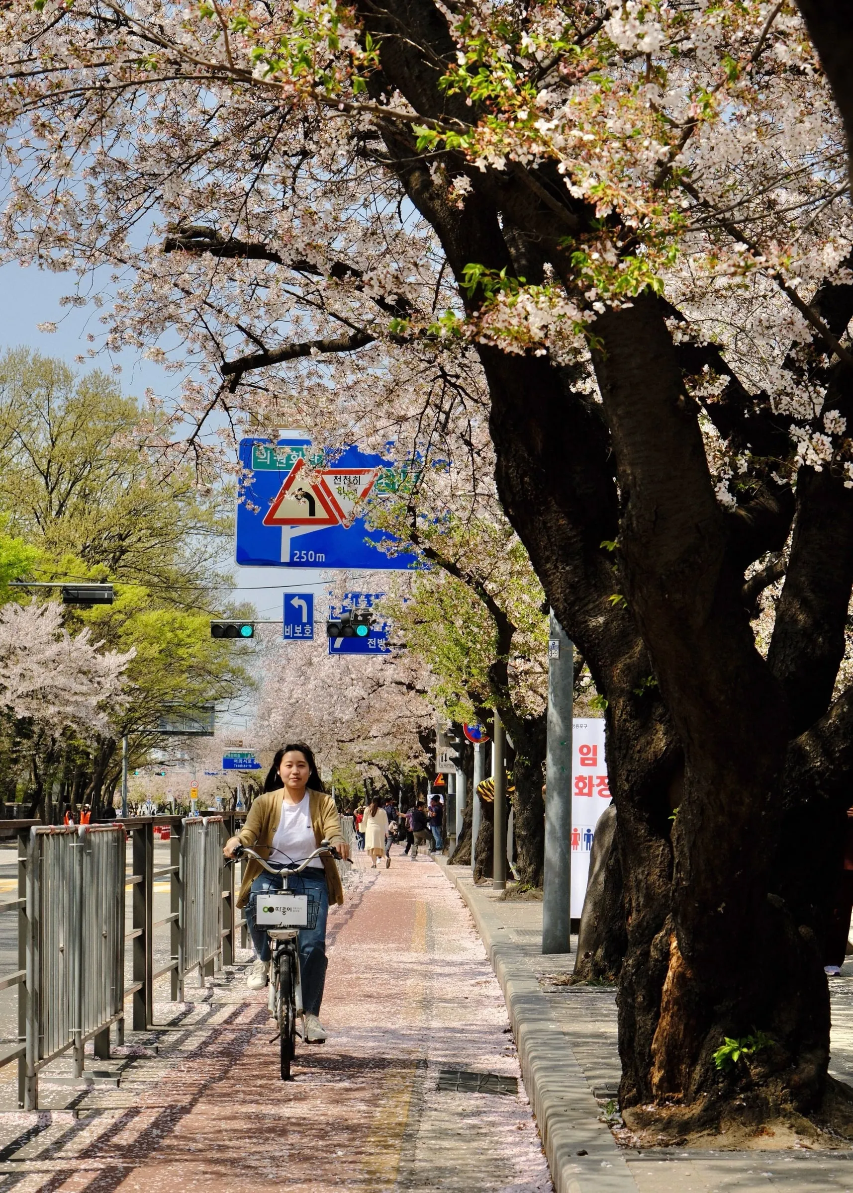 A woman cycling along a path beneath cherry trees at Yeouido